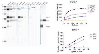 Simple Western: STAT3 [p Tyr705] Antibody [NB100-82213]